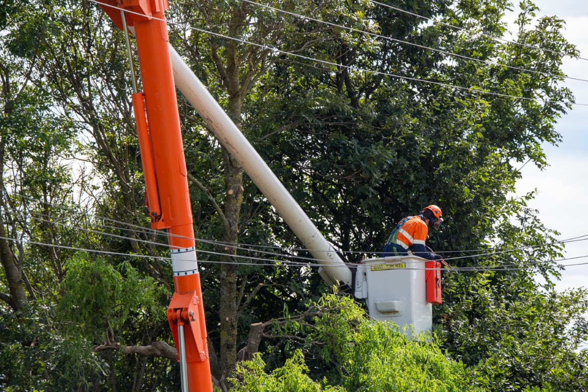 An image of Tree Trimming in Fort Pierce, FL